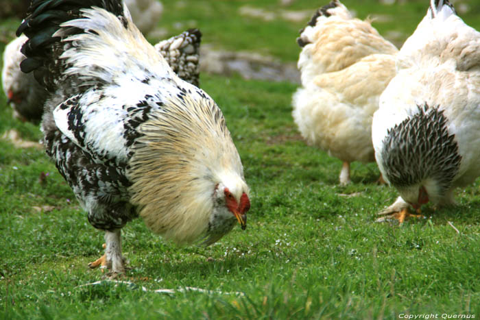 Poulets Zheravna  Kotel / Bulgarie 