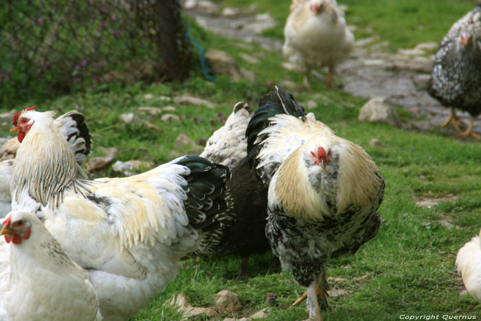 Chicken Zheravna in Kotel / Bulgaria 