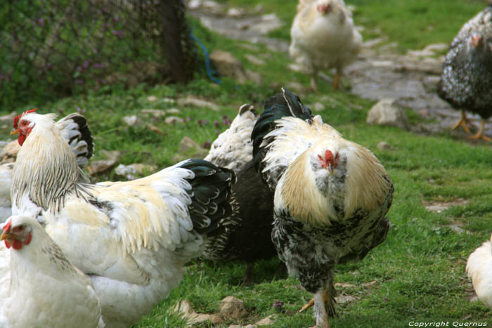 Poulets Zheravna  Kotel / Bulgarie 