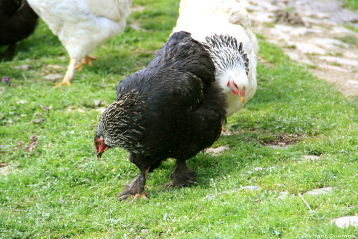 Poulets Zheravna  Kotel / Bulgarie 