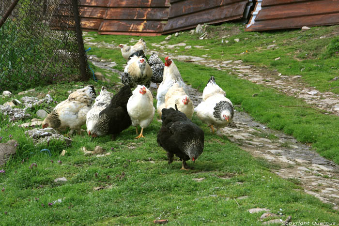 Poulets Zheravna  Kotel / Bulgarie 