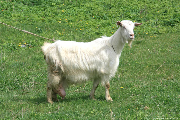 Goat with large udder Zheravna in Kotel / Bulgaria 