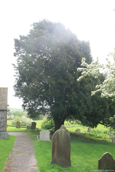 Arbre Lydden  DOVER / Angleterre 