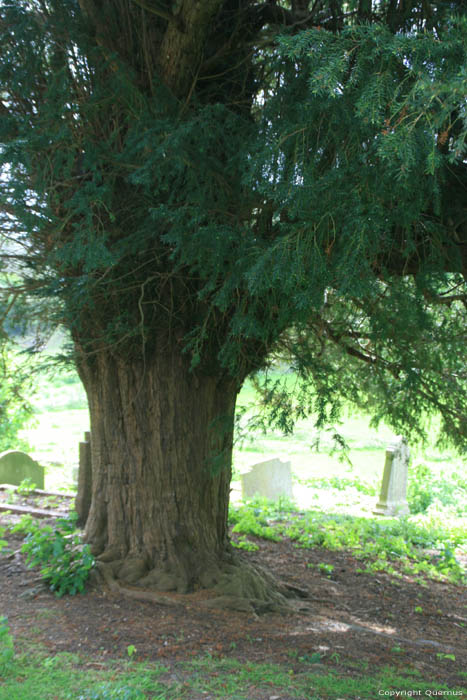 Arbre Lydden  DOVER / Angleterre 