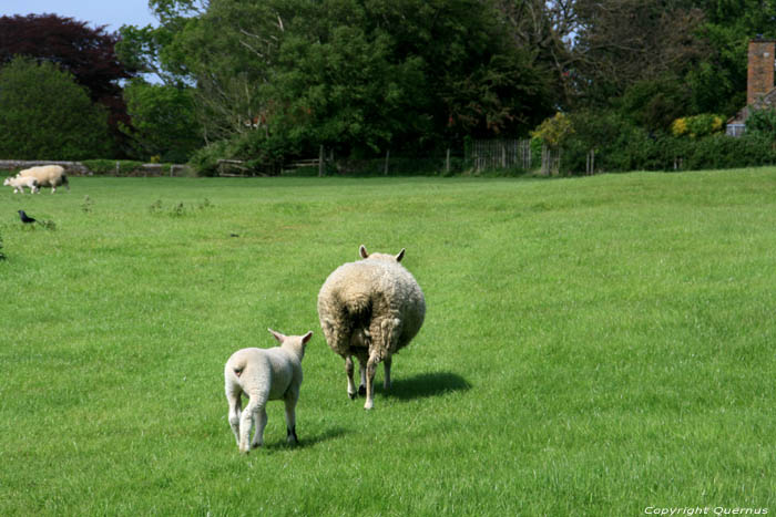 Paysage Winchelsea / Angleterre 