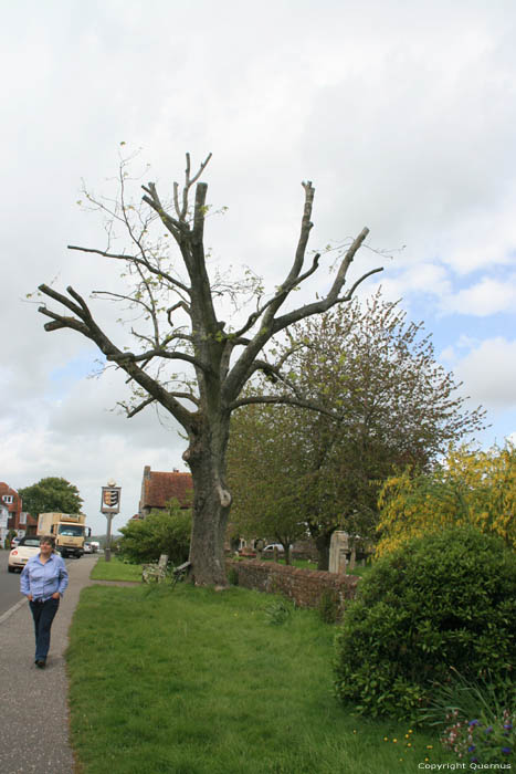 Wesley Tree Winchelsea / United Kingdom 