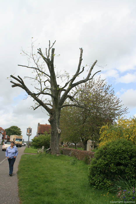 Arbre Wesley Winchelsea / Angleterre 