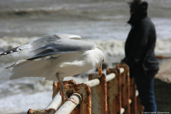 Mouette Hastings / Angleterre 