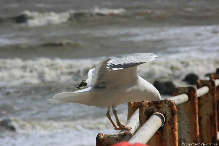 Gull Hastings / United Kingdom 