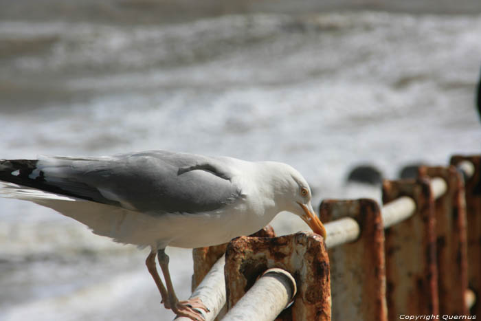 Mouette Hastings / Angleterre 