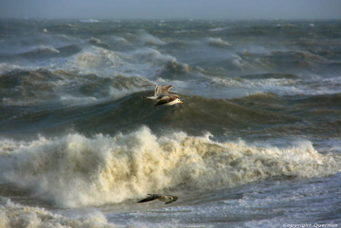 Stormbeelden Brighton / Engeland 