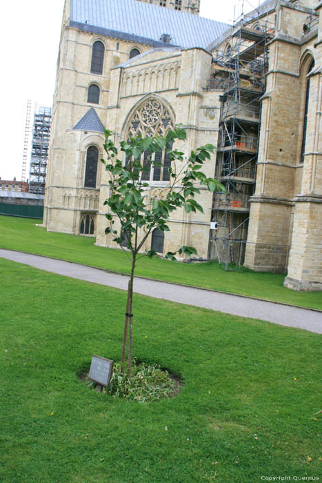 Arbre de Paix Canterbury / Angleterre 