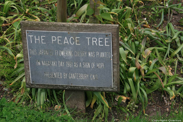 Vredesboom Canterbury / Engeland 