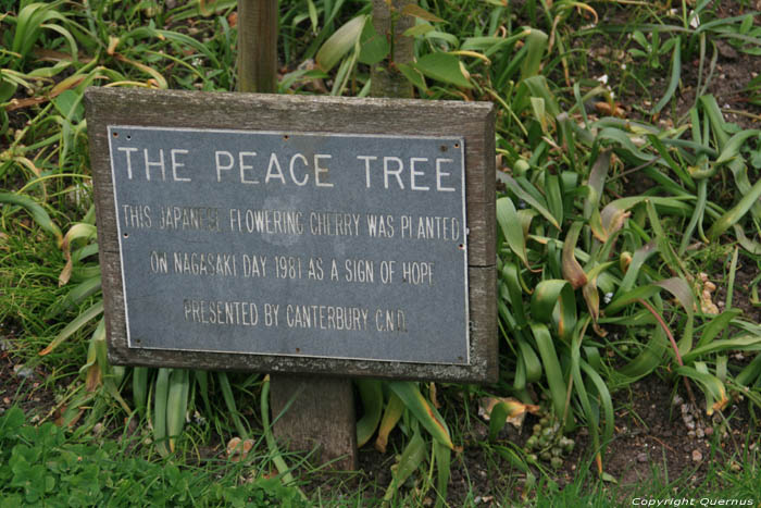 Arbre de Paix Canterbury / Angleterre 