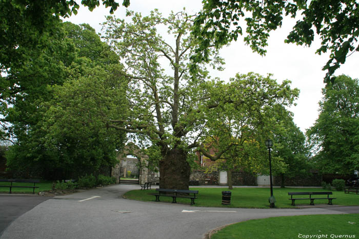 Plane Tree with very thick trunk Canterbury / United Kingdom 