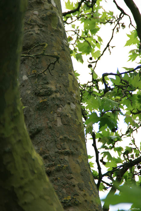 Plane Tree with very thick trunk Canterbury / United Kingdom 