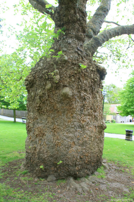 Plane Tree with very thick trunk Canterbury / United Kingdom 