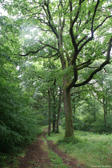 Forrest SOULME in DOISCHE / BELGIUM 