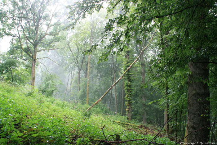 Forrest SOULME in DOISCHE / BELGIUM 