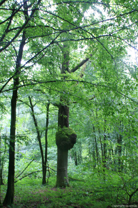 Boom met zeer groot gezwel SOULME in DOISCHE / BELGI 