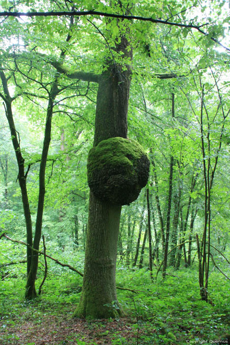 Tree SOULME in DOISCHE / BELGIUM 