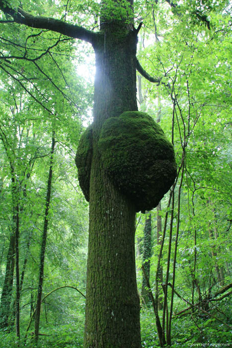 Arbre SOULME  DOISCHE / BELGIQUE 