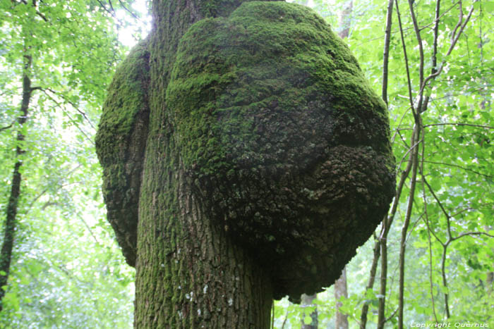 Arbre SOULME  DOISCHE / BELGIQUE 