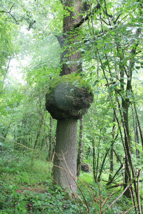 Boom met zeer groot gezwel SOULME in DOISCHE / BELGI 