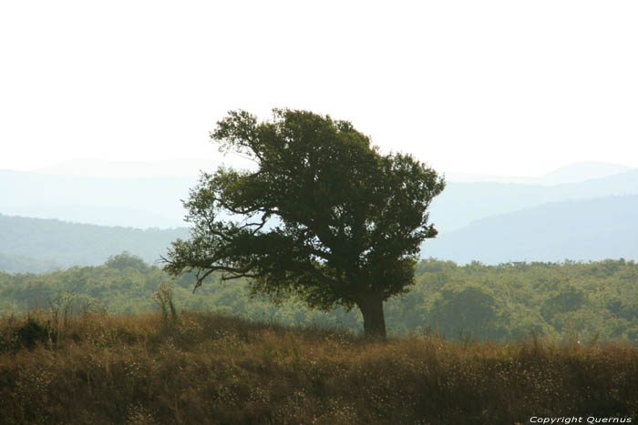 Vue avec arbre Sinemorets / Bulgarie 
