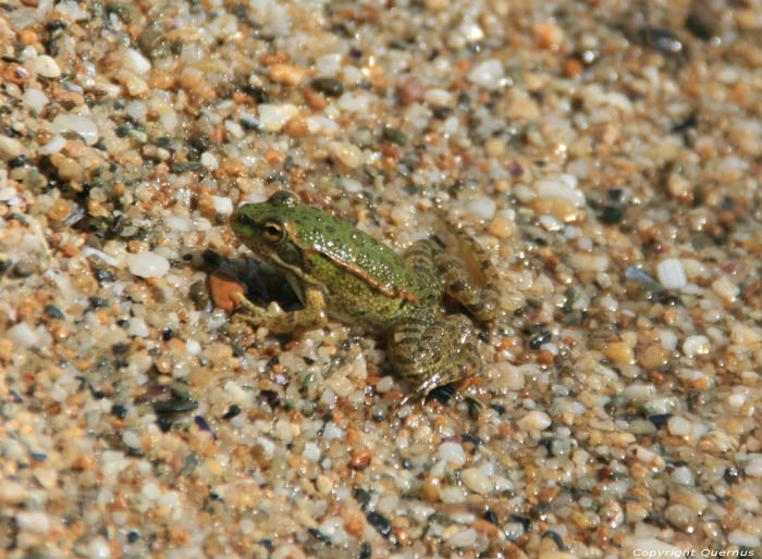 Frogs on Veleka River - near Beach Sinemorets / Bulgaria 