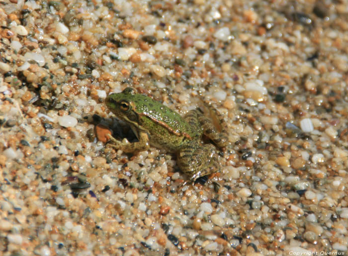 Grenouilles sur Rivire Veleka et plage Sinemorets / Bulgarie 