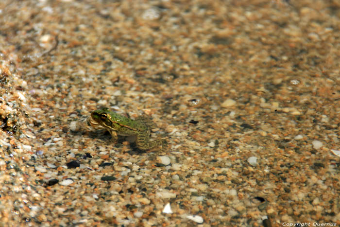 Kikkers op Veleka Rivier nabij monding en strand Sinemorets / Bulgarije 