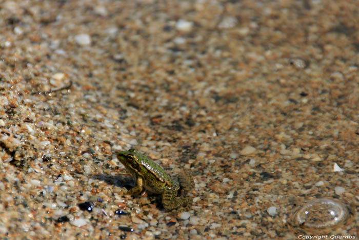 Kikkers op Veleka Rivier nabij monding en strand Sinemorets / Bulgarije 