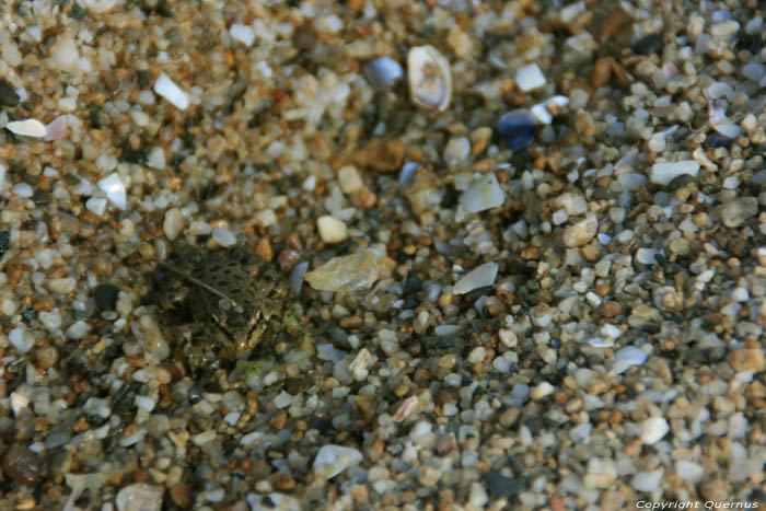 Frogs on Veleka River - near Beach Sinemorets / Bulgaria 