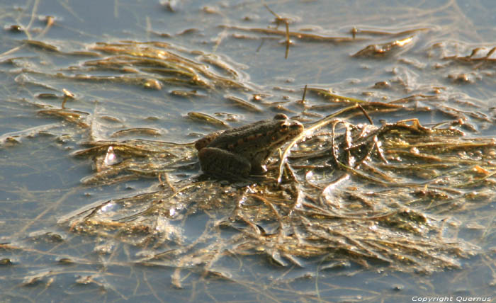 Grenouilles dans Petit tang Sinemorets / Bulgarie 