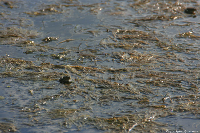 Frogs in pool Sinemorets / Bulgaria 