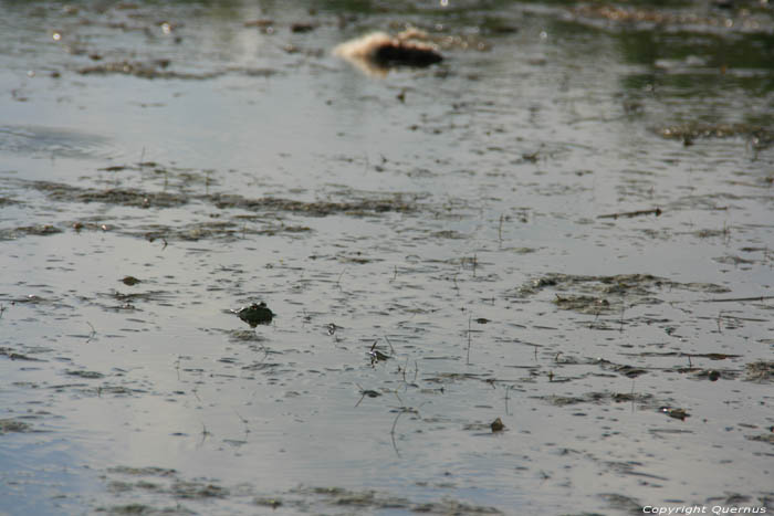 Grenouilles dans Petit tang Sinemorets / Bulgarie 