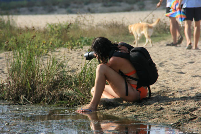Grenouilles dans Petit tang Sinemorets / Bulgarie 
