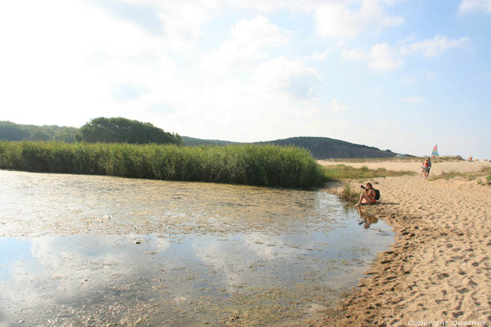 Grenouilles dans Petit tang Sinemorets / Bulgarie 