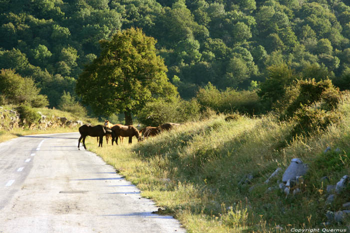 Paarden in Vratsa Balkan Chelopech in Vratza / Bulgarije 