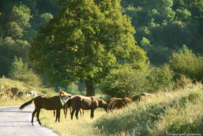 Horses in Vratsa Balkan Chelopech in Vratza / Bulgaria 