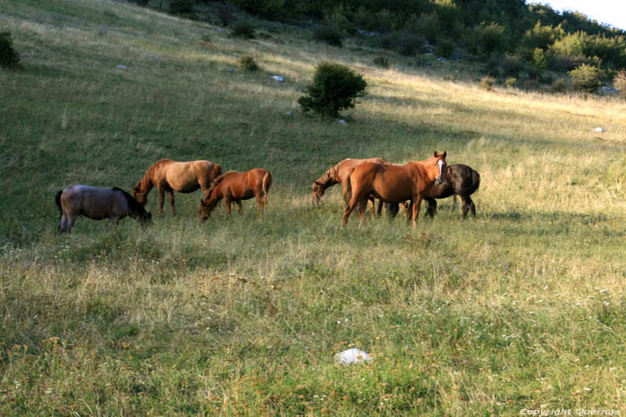 Horses in Vratsa Balkan Chelopech in Vratza / Bulgaria 