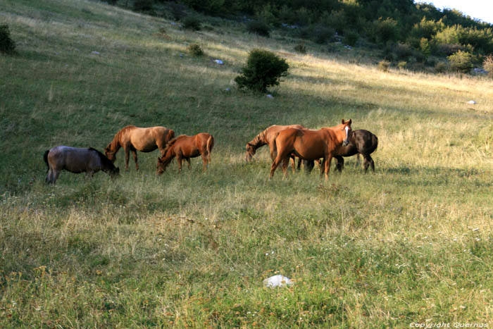 Chevaux en Vratsa Balkan Chelopech  Vratza / Bulgarie 