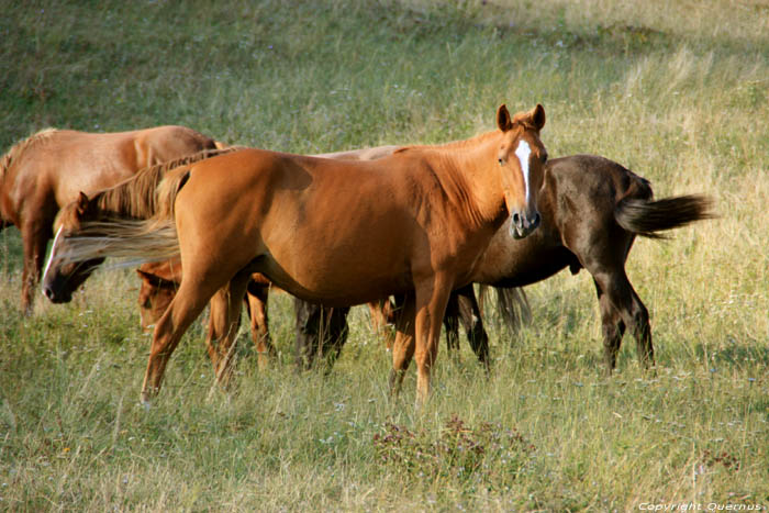 Paarden in Vratsa Balkan Chelopech in Vratza / Bulgarije 