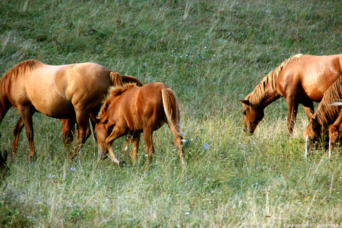 Horses in Vratsa Balkan Chelopech in Vratza / Bulgaria 