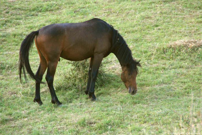 Horses in Vratsa Balkan Chelopech in Vratza / Bulgaria 