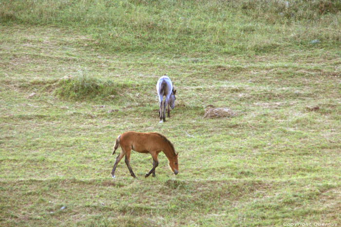 Chevaux en Vratsa Balkan Chelopech  Vratza / Bulgarie 