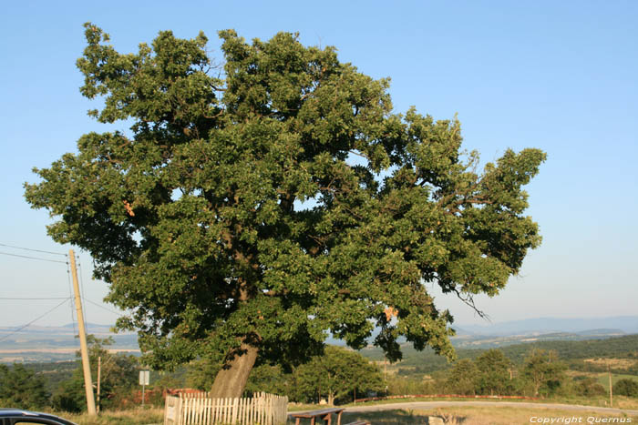 Tree Chelopech in Vratza / Bulgaria 