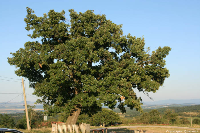 Arbre Chelopech  Vratza / Bulgarie 