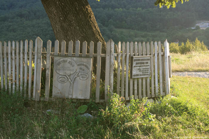 Arbre Chelopech  Vratza / Bulgarie 